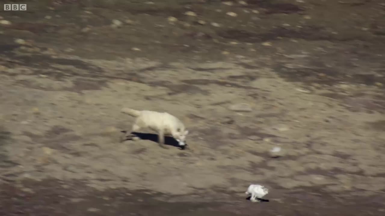 Wolf Pack Hunts A Hare | The Hunt |