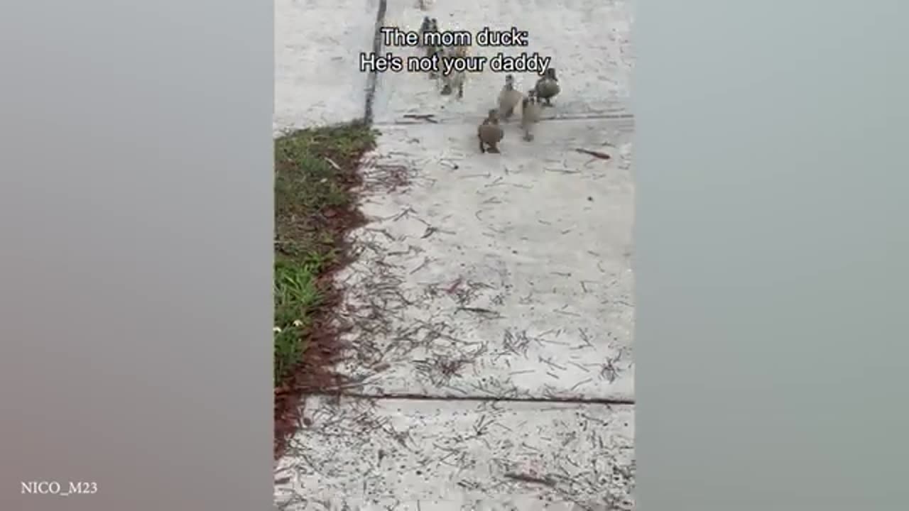 laugh with these animals