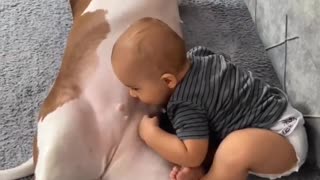 Pitbull and Babies love _ Funny baby