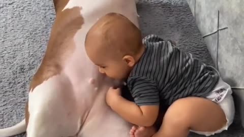 Pitbull and Babies love _ Funny baby