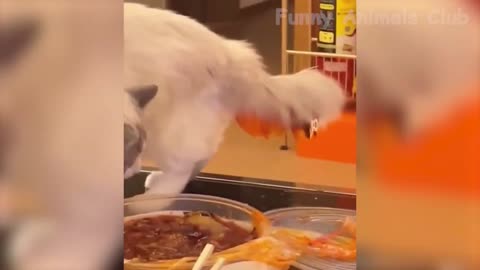 Funny Animal Videos 2022 Funniest Cats And Dogs Videos