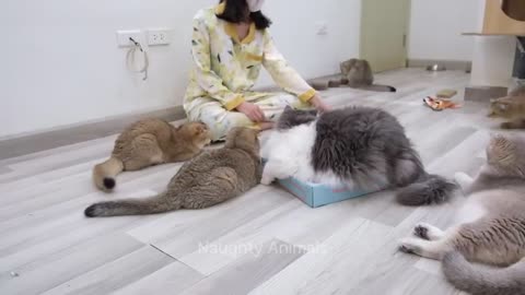 1 Hour Of Funniest Animals 😅 New Funny Cats and Dogs Videos 😸🐶 Part 1