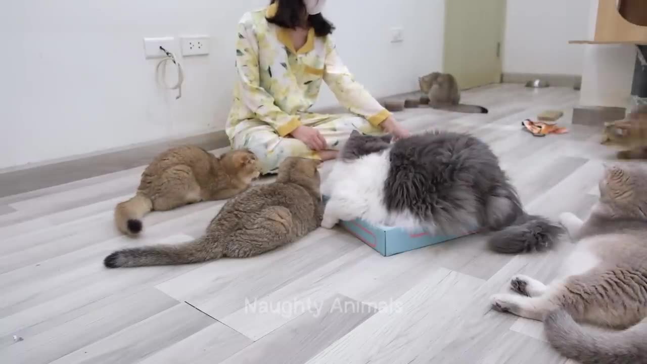 1 Hour Of Funniest Animals π
New Funny Cats and Dogs Videos πΈπΆ Part 1