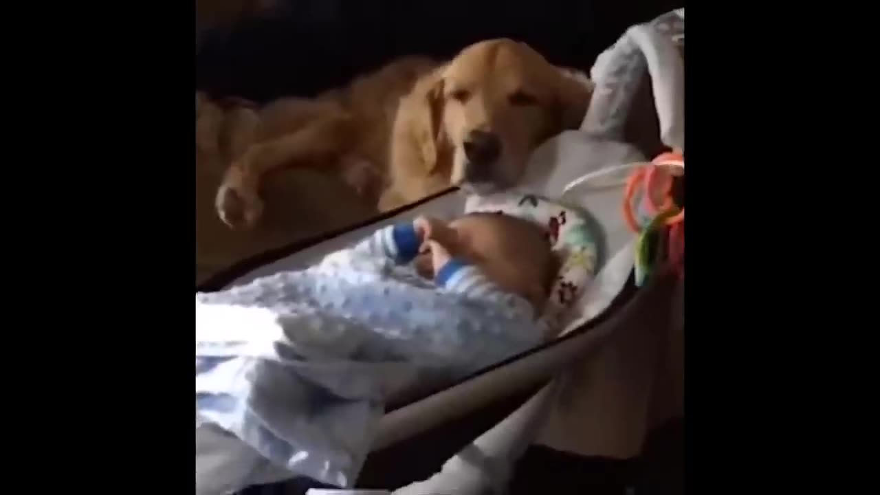 Golden Retriever Puppies That Will Make You Laugh Countless Times
