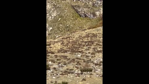 'Bigfoot' Recorded In A Remote Part Of Colorado