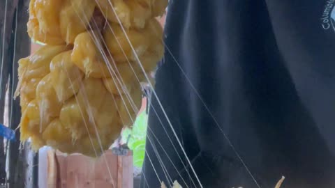 Hybrid Between A Jackfruit And A Cempadack