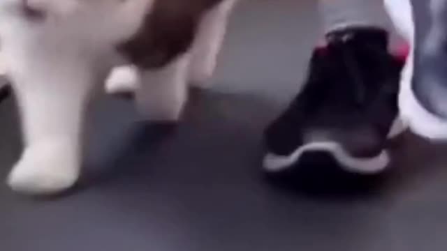funny cats videos 2023 that looks like play and fun in home with other cats
