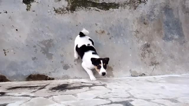 Dog and cute puppy wants to play.