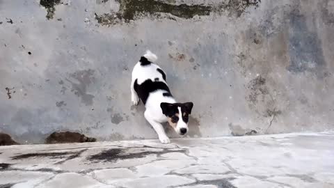 Dog and cute puppy wants to play.