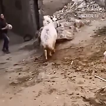 Playful sheep 😂😂😂 🐏🐏🐏