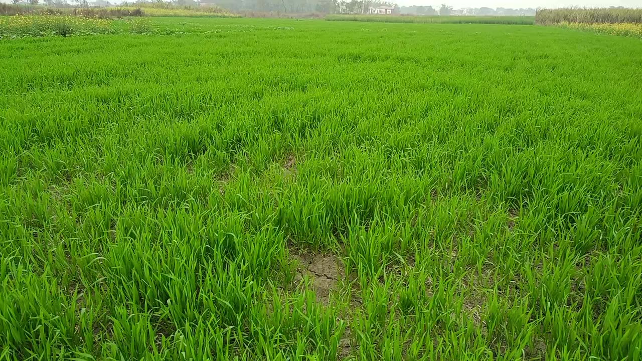 गांव की खेती
