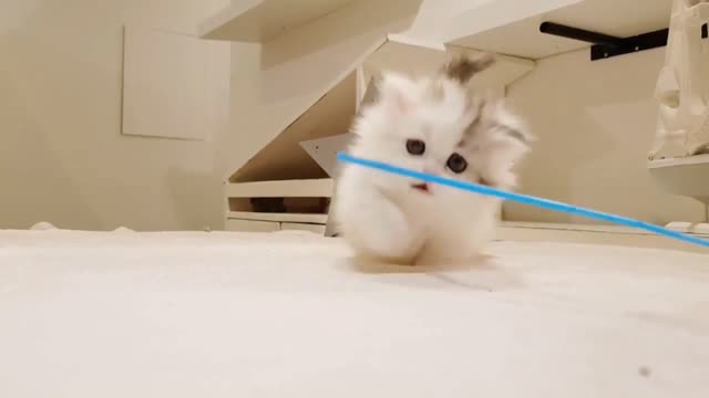 my kitten plying with Me 😘