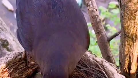 Common Blachbird Find Good Food to Feed The Baby in