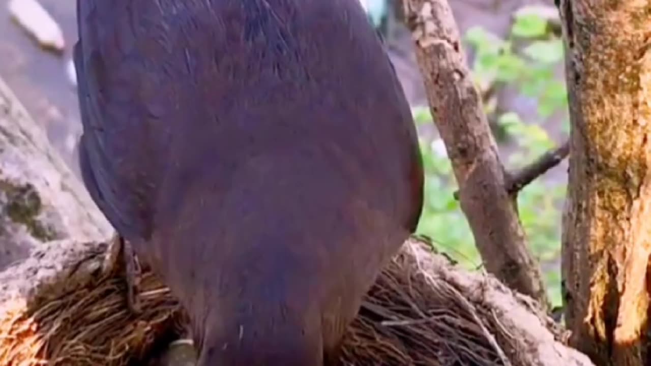 Common Blachbird Find Good Food to Feed The Baby in