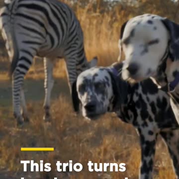 These stripes and spots go well together! - Smithsonian Channel #Shorts