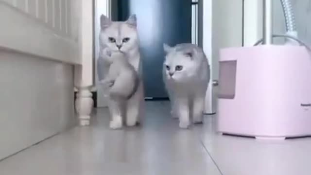 Funny and Cute Cat's Life 👯😺 Cats and Owners are the best friends Videos part 14