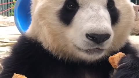 The panda fusion