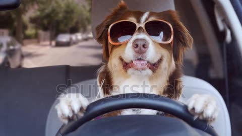 Dog drives a suburban street in funny sunglasses