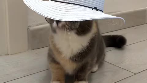 Funny cat video