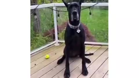 Great Dane Video 26