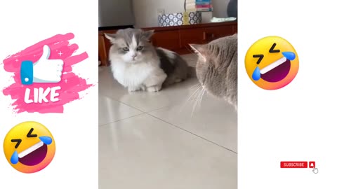 Funny 🤣 videos Cute baby animal videos compilation