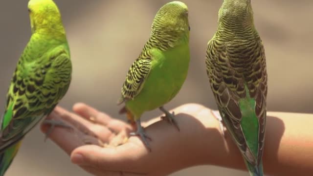 Parakeets