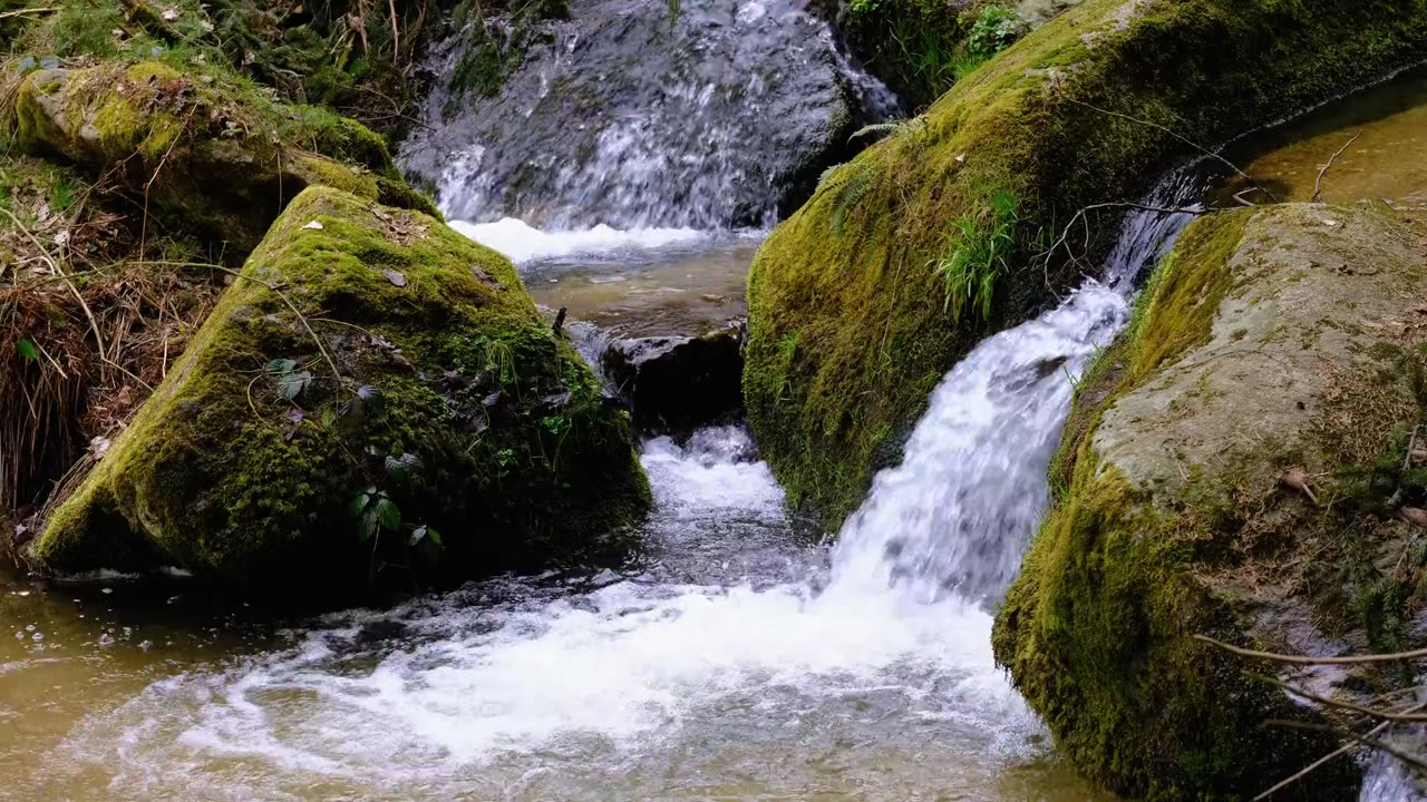 Funny viral nature