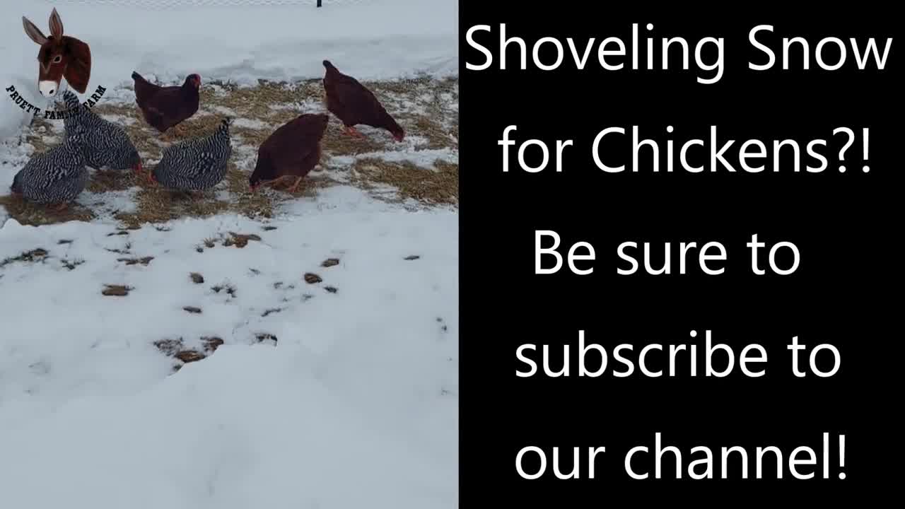 Yes, We Have to Shovel Snow for the Chickens