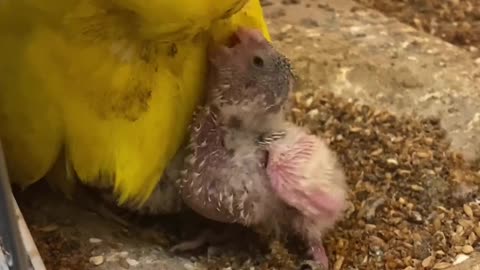 Mommy and chicken Baby