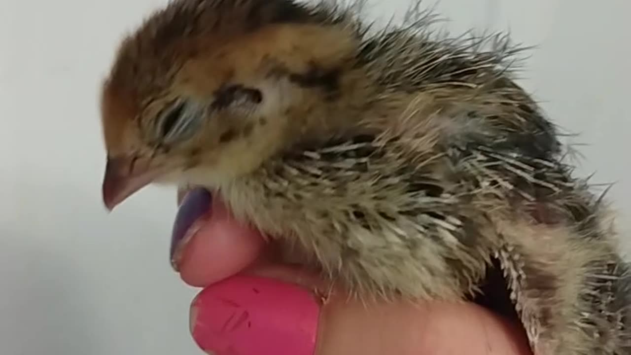 Pharaoh Coturnix Quail Chick