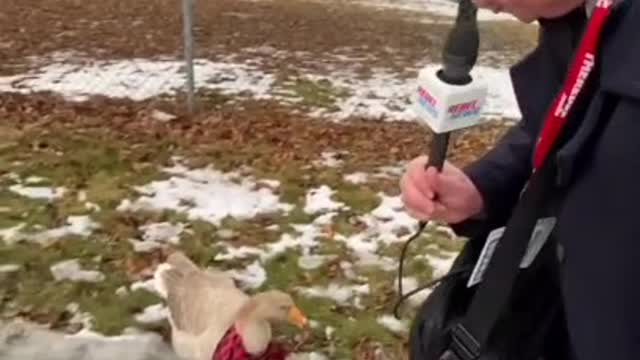 Racist Duck Joins The Windsor Convoy Protest