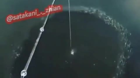 This is a beautiful and charming water-dwelling species