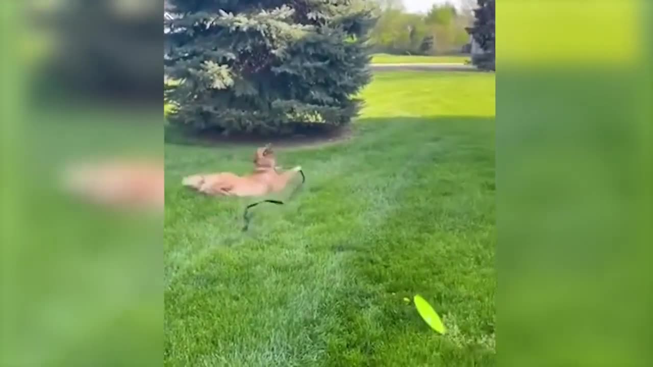 Animals funniest movements | Animal's Funny videos