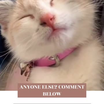 Funny Cat Experiences
