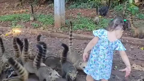 Funny Dog Video - Very Funny Video 