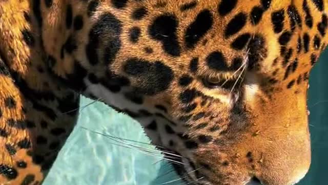 Tank in the tub #NOTpets #jaguar #jag #bigcat #bigcats #cat #cats #animals #animal #stunning