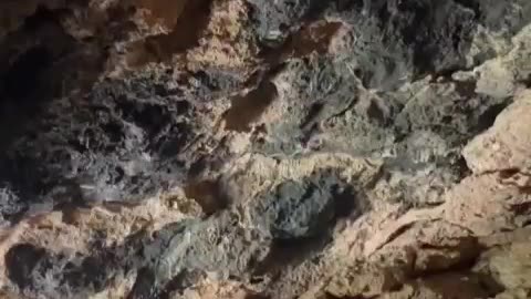 freindly cave birds