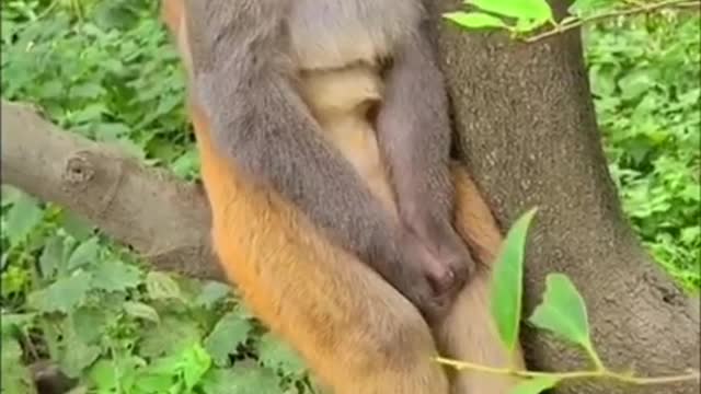 funny video sleepy monkey