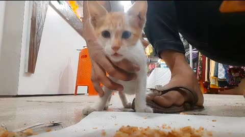 Cat eating biscut worth 500 doller $