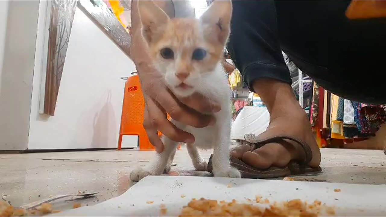 Cat eating biscut worth 500 doller $