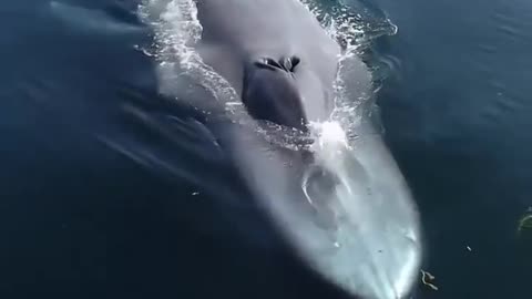 The largest creature on the face of earth
