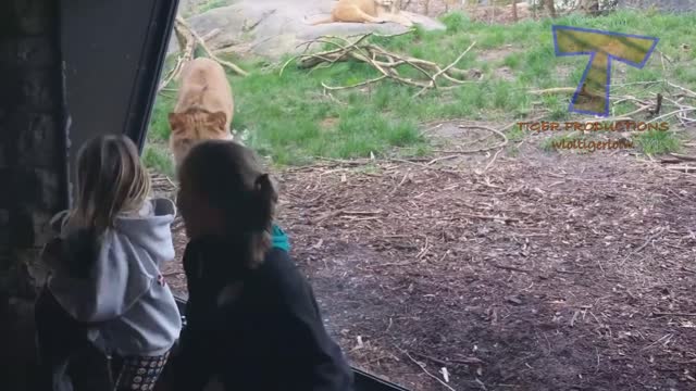 FORGET CATS! Funny KIDS vs ZOO ANIMALS are WAY FUNNIER! - TRY NOT TO LAUGH