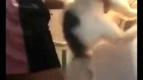 Please Get That Dog Out of that House…