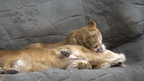 A lion playing with a lioness