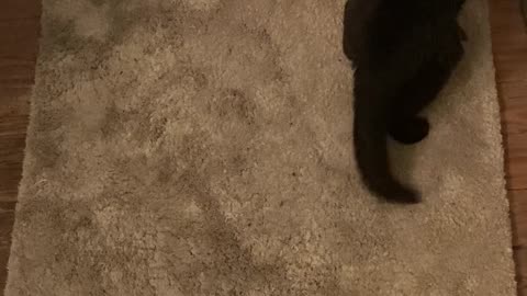 Cute Cat Video