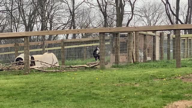 Baby Boy Goats Playing with Their Daddy 04.2022