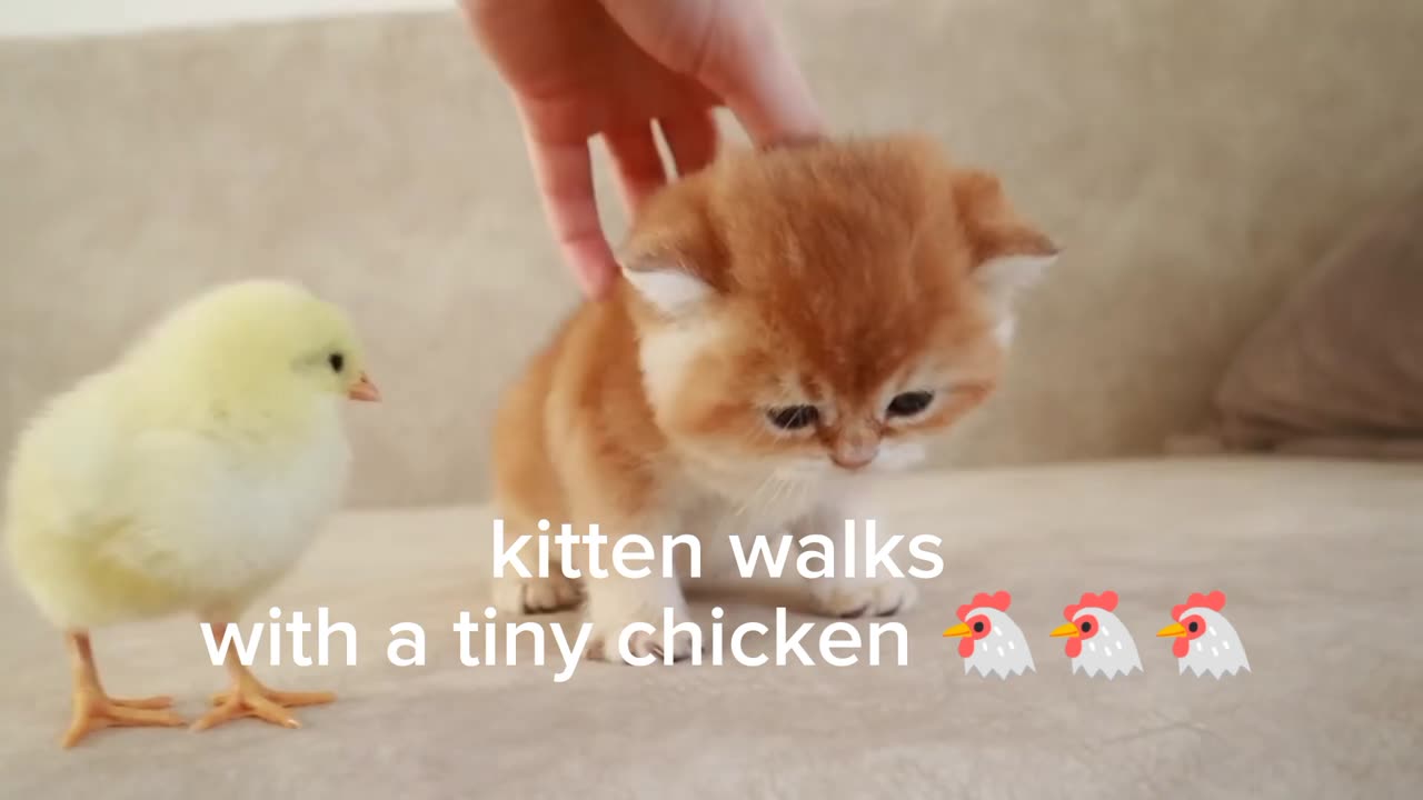 Kittens walk with a tiny chicken