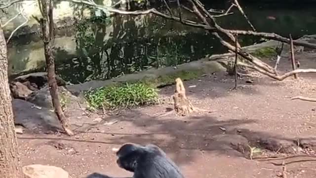 SIAMANG JAIL..(FUNNY VIDEOS)