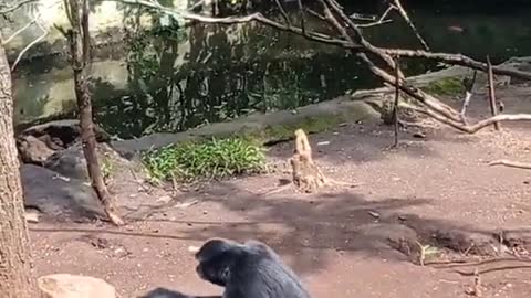 SIAMANG JAIL..(FUNNY VIDEOS)