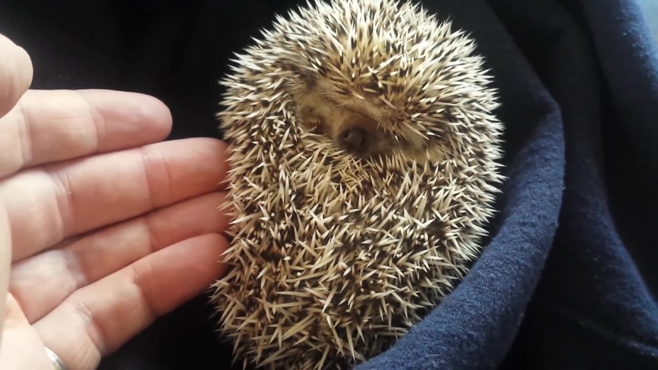 Hedgehog waking up